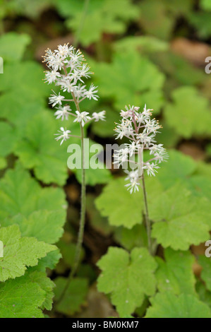 Threeleaf foamflower (Tiarella cordifolia) Stock Photo