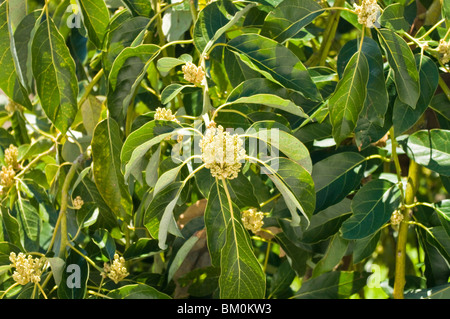 Flowers of the avocado growing at Istán Spain Stock Photo