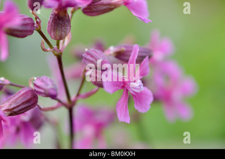 Campion (Silene atropurpurea) Stock Photo