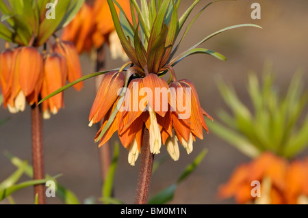 Crown imperial (Fritillaria imperialis) Stock Photo