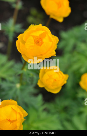 Asian globeflower (Trollius asiaticus) Stock Photo
