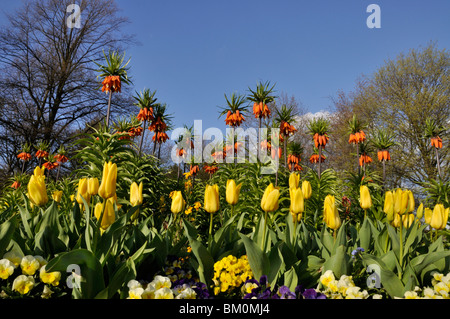 Crown imperial (Fritillaria imperialis), tulips (Tulipa) and garden pansy (Viola x wittrockiana) Stock Photo