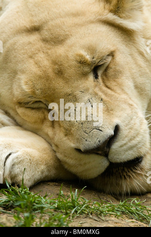 White Lion, Beauval Zoo Stock Photo