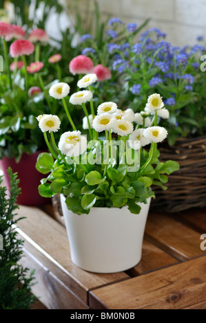 Common daisy (Bellis perennis) Stock Photo
