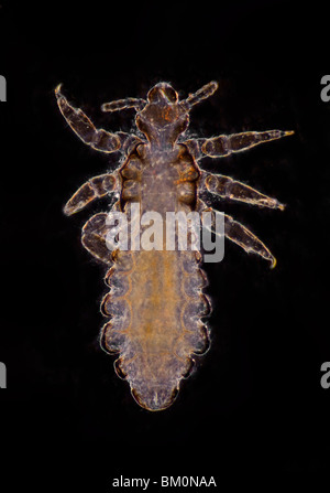 Human head louse, Pediculus humanus capitis, darkfield photomicrograph Stock Photo