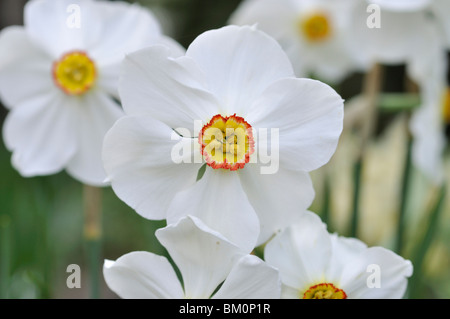 Poet's daffodil (Narcissus poeticus 'Actaea') Stock Photo