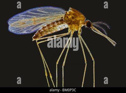 Anopheles sp. mosquito photomicrograph Stock Photo