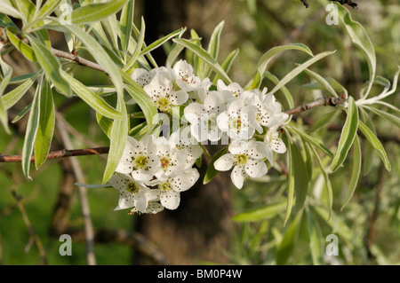 Willow-leaved pear (Pyrus salicifolia 'Pendula') Stock Photo