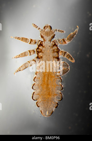 Human head louse, Pediculus humanus capitis, photomicrograph Stock Photo