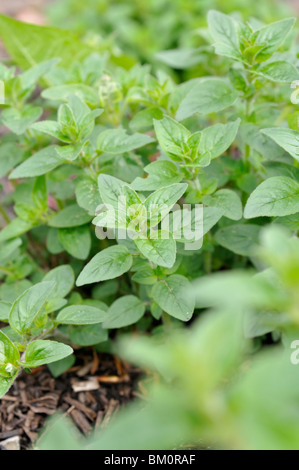 Marjoram (Origanum majorana) Stock Photo