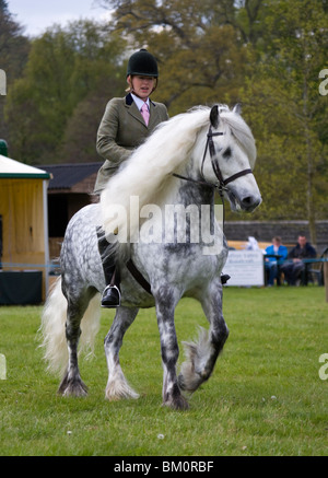 Horse Welsh Mountain Pony Ponies Wales Show Animal Stock Photo