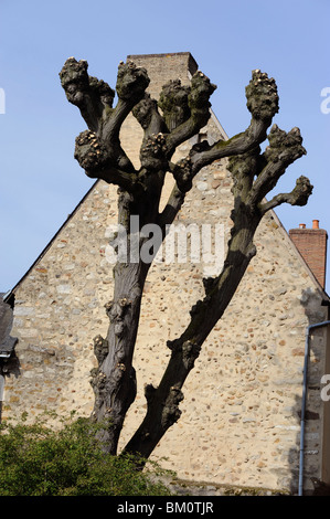 Old tree in Plantagenet City, Old town of Le Mans, Sarthe, France Stock Photo