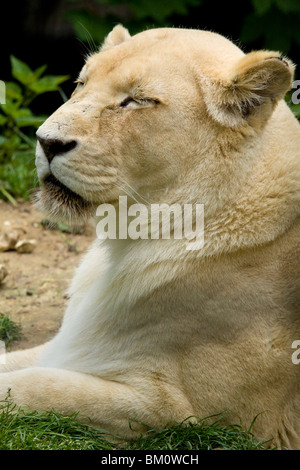 White Lion, Beauval Zoo Stock Photo