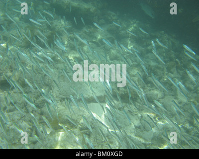 underwater near Fort Jefferson FL  Gulf of Mexico Stock Photo