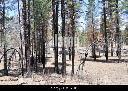 Forest, damaged by fire. Grand Canyon, Arizona, USA Stock Photo