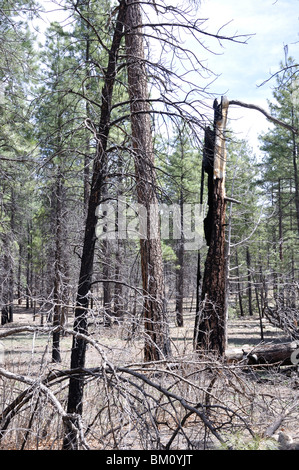 Forest, damaged by fire. Grand Canyon, Arizona, USA Stock Photo