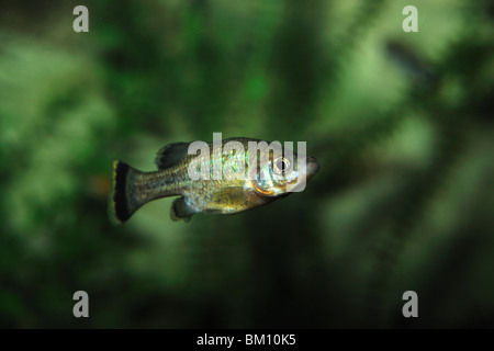 Butterfly splitfin, Ameca splendens, extinct in wild, captive Stock Photo