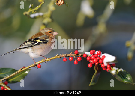 Male chaffinch perched on a branch of holly in winter Stock Photo