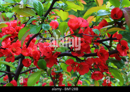 Chinese quince red flowers Chaenomeles cathayensis Stock Photo