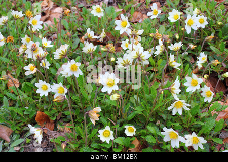 Mountain avens white flowers blooming Dryas octopetala Stock Photo