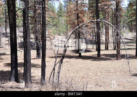 Forest, damaged by fire. Grand Canyon, Arizona, USA Stock Photo