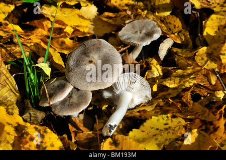 Tricholoma argyraceum Stock Photo
