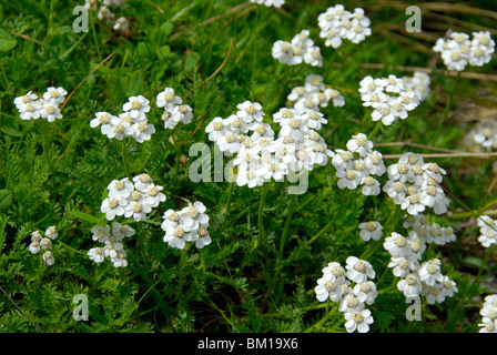 Achillea nana, Dwarf Alpine Yarrow Stock Photo