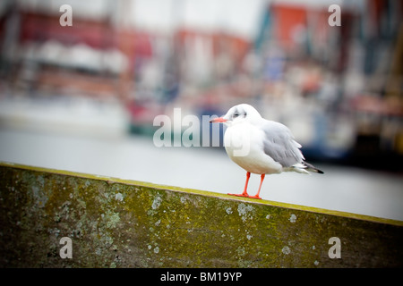 single white seagull on a harbour background. small GRIP Stock Photo