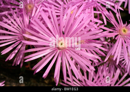 Lampranthus multiradiatus (L. roseus) Stock Photo