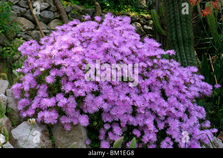 Lampranthus multiradiatus (L. roseus) Stock Photo