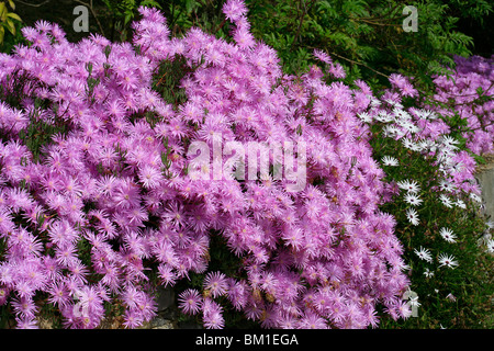 Lampranthus multiradiatus (L. roseus) and Osteospermum Stock Photo