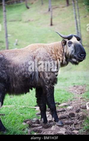 Takin, national animal of Bhutan, Motithang Takin Preserve, Thimphu, Bhutan, Asia Stock Photo