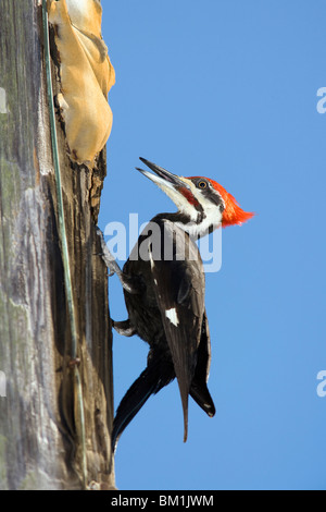Pileated Woodpecker - J.N. Ding Darling National Wildlife Refuge - Sanibel Island, Florida USA Stock Photo