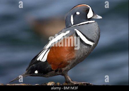 Adult male Harlequin Duck in profile perched on a rock. Stock Photo