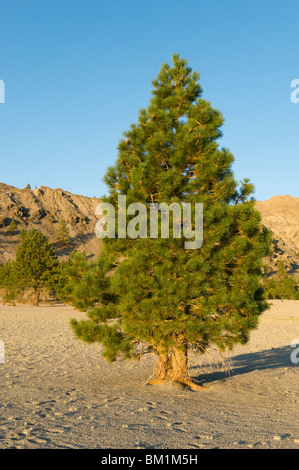 Jeffrey Pine (Pinus Jeffreyi) Growing in Pumice field, ca. 7000 feet, Mono Craters, California USA Stock Photo