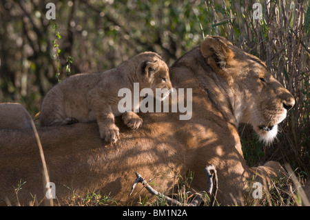 Lioness and cub (Panthera leo), Masai Mara National Reserve, Kenya, East Africa, Africa Stock Photo