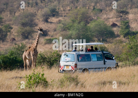 Tourists on safari watching giraffes, Masai Mara National Reserve, Kenya, East Africa, Africa Stock Photo