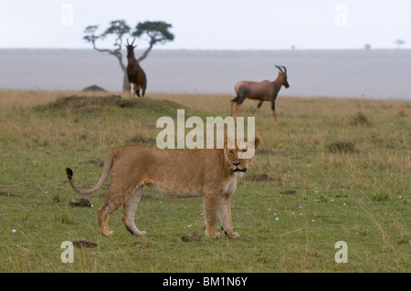 Lioness (Panthera leo) and topi (Damaliscus lunatus), Masai Mara National Reserve, Kenya, East Africa, Africa Stock Photo