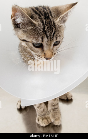 Cat wearing a protective collar Stock Photo