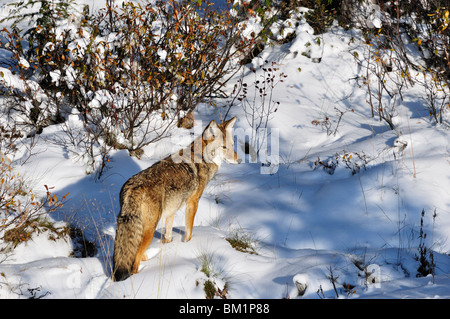 Coyote walking through snow, Kananaskis Country, Alberta, Canada, North America Stock Photo