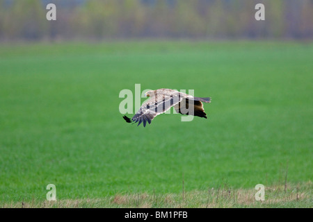 Eastern Imperial Eagle (Aquila heliaca) flying over field, Austria Stock Photo