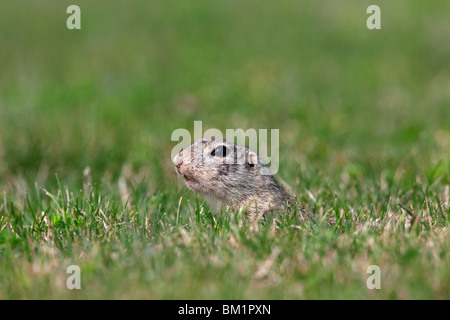 European Souslik / Ground Squirrel / Suslik (Citellus citellus / Spermophilus citellus) looking from burrow in meadow, Austria Stock Photo