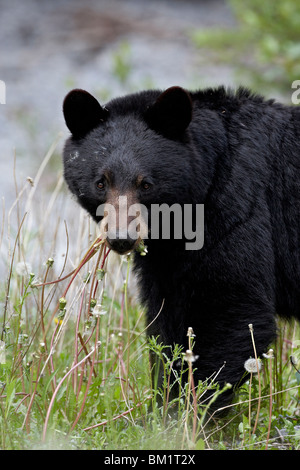 Black bear (Ursus americanus), Banff National Park, Alberta, Canada, North America Stock Photo