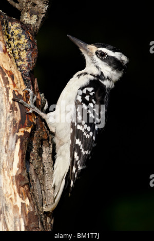 Female hairy woodpecker (Picoides villosus), Wasilla, Alaska, United States of America, North America Stock Photo