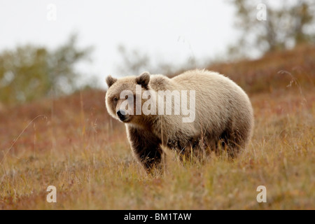 Grizzly bear (Ursus horribilis) in the fall, Denali National Park and Preserve, Alaska, United States of America, North America