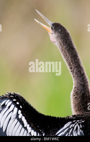 Anhinga (Anhinga anhinga leucogaster), female calling. Stock Photo