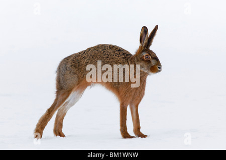 European Brown Hare (Lepus europaeus) stretching in the snow in winter Stock Photo