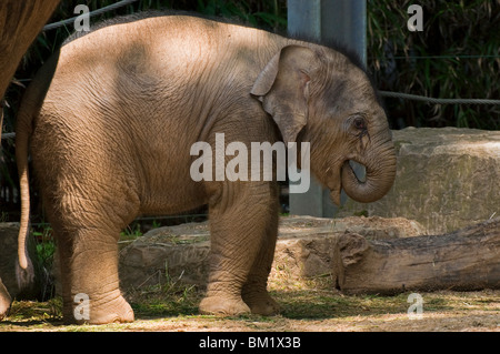 Young Asian / Asiatic Elephant (Elephas maximus) with trunk in mouth at the Antwerp Zoo, Belgium Stock Photo