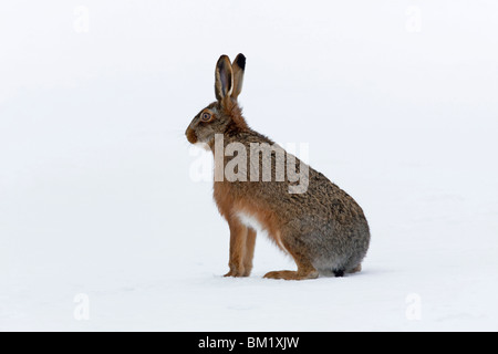 European Brown Hare (Lepus europaeus) sitting in the snow in winter Stock Photo