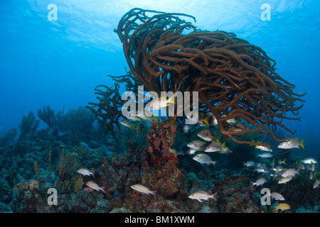 Mahogany Snapper (Lutjanus mahogoni), Schoolmaster (Lutjanus apodus), and other fish under a sea rod Stock Photo